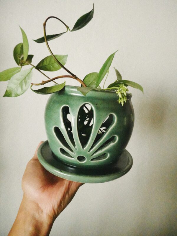 Processed with VSCO with a8 preset Bloomer Orchid Pot