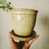 Signature Orchard Planter