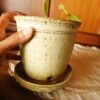 Signature Orchard Planter